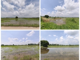 ขายที่ดิน ที่นา พิษณุโลก อำเภอวังทอง 19 ไร่ สวยมาก วิวนาสวย อากาศ