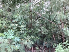 ขายที่ดิน คลองสาม 1 ไร่ คลองหลวง จ.ปทุมธานี